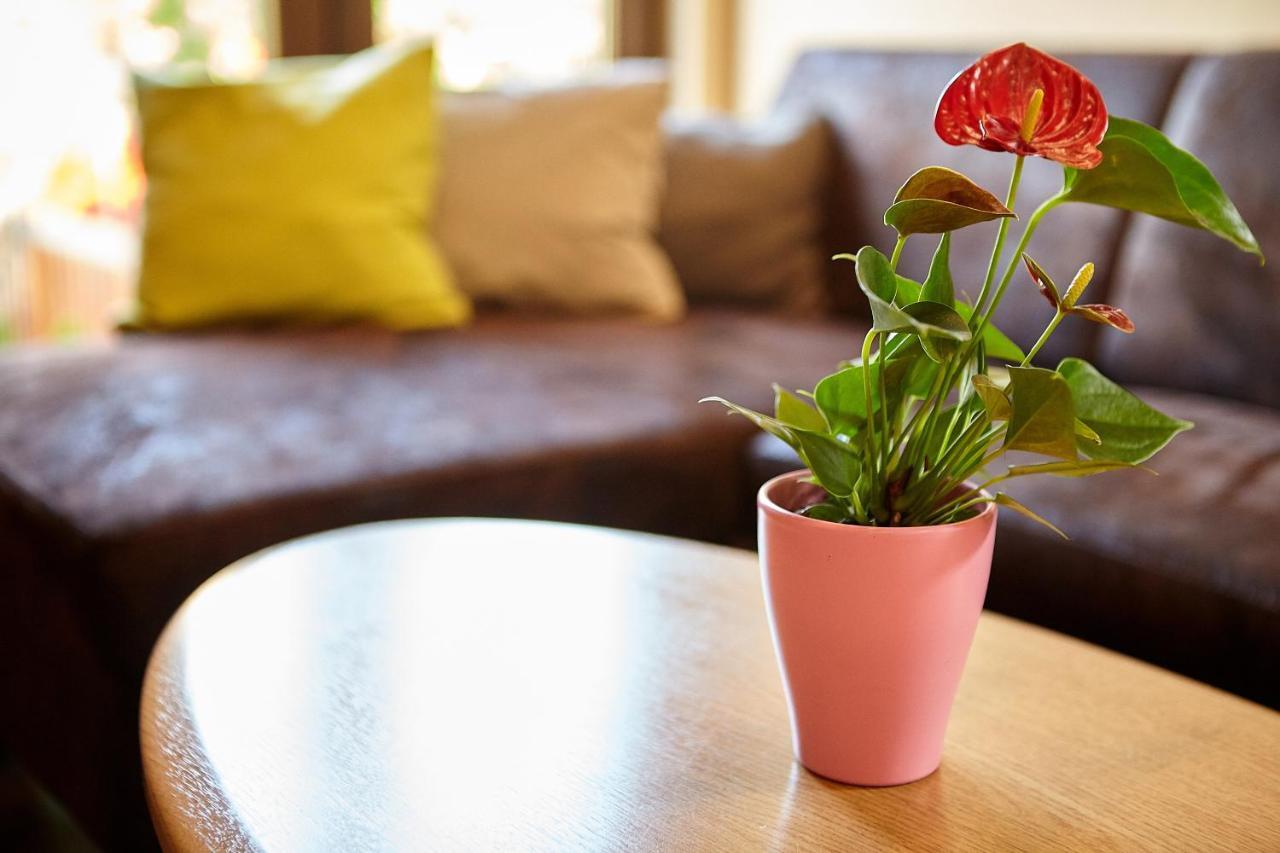 Apartament Rozelor Brassó Kültér fotó